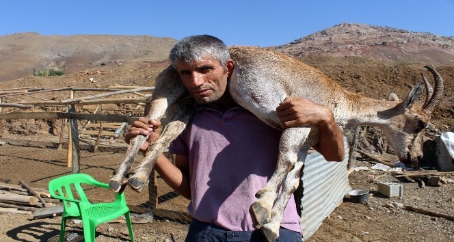 Kilometrelerce yaralı dağ keçisini sırtında taşıyan çoban bu kez yem çuvallarını taşıdı