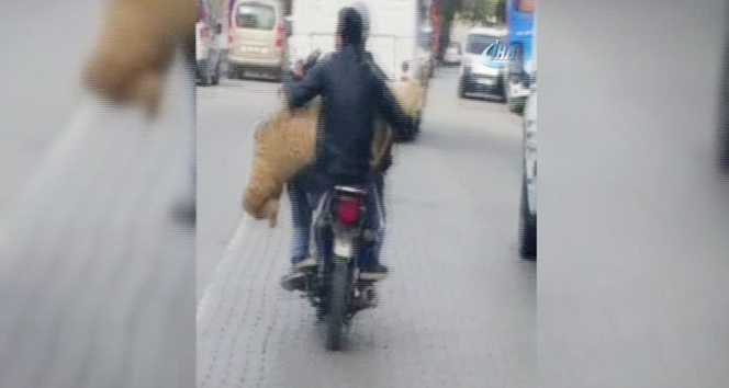 Motosiklette koyun taşıdılar