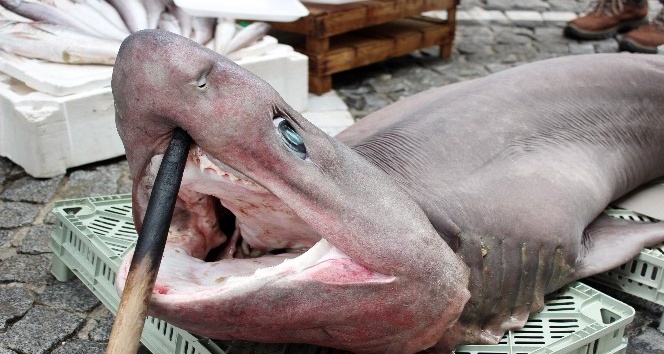 Lüleburgaz’da camgöz köpek balığı görenleri şaşırttı
