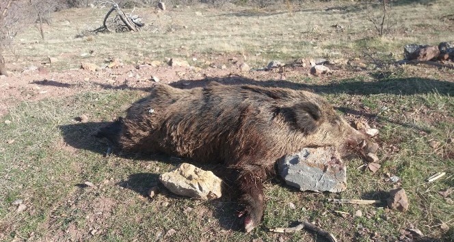 Karaman’da yaban domuzu sürek avı düzenlendi