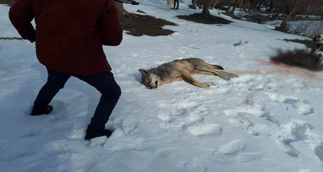 Ağrı’da köye inen kurt köpekler tarafından parçalandı