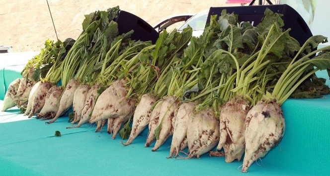Şeker pancarı, Yozgat ekonomisine katkı sağlıyor