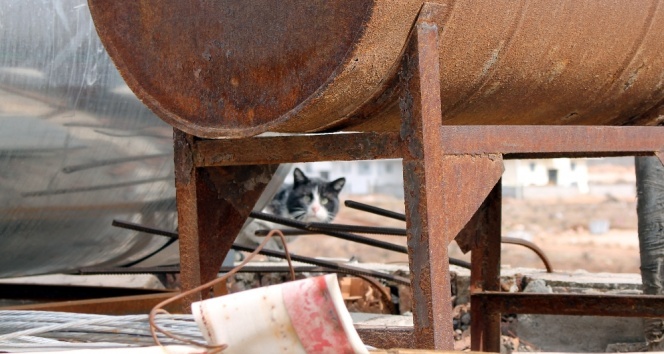 Mahsur kalan kedinin imdadına itfaiye yetişti |Mardin haberleri