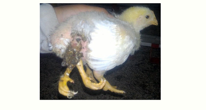 4 bacaklı civciv şoke etti