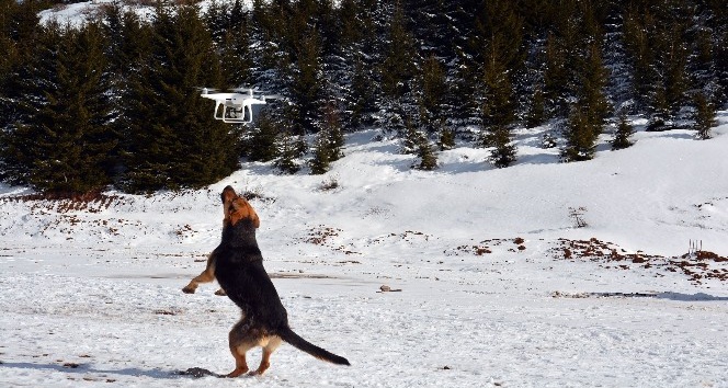 Drone saldıran köpek gülümsetti
