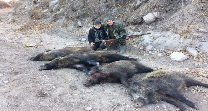 Karaman’da yaban domuzu sürek avı düzenlendi
