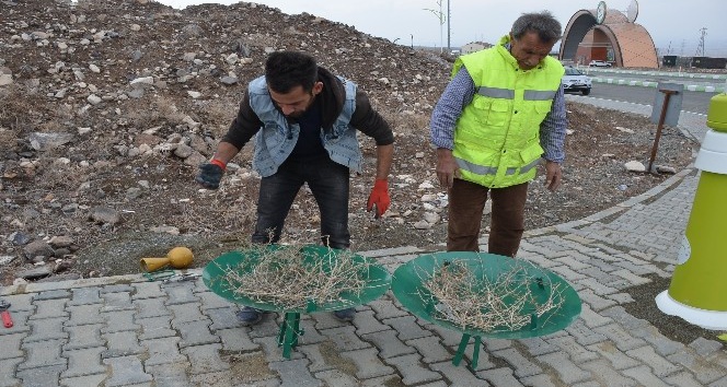 Kampüs alanına Leylek yuvası