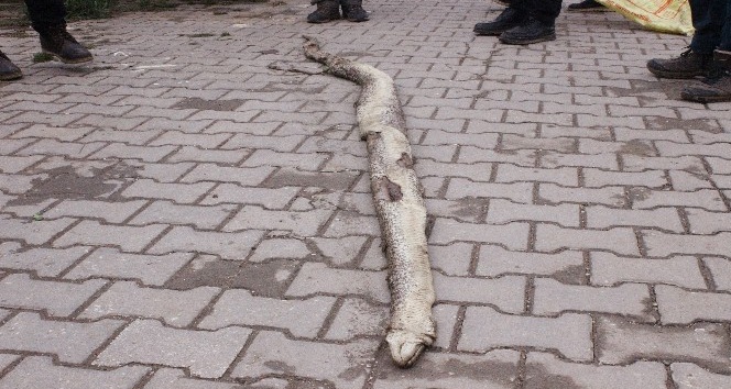 Tekirdağ’da 3 metre 20 santim uzunluğunda yılan bulundu