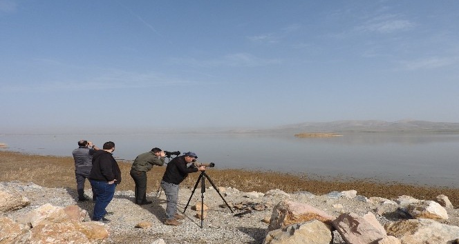 Konya’nın göl ve sulak alanlarında kış ortası kuş sayımları gerçekleştirildi