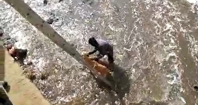 Dereye düşen sokak köpeğini kurtarmak için kıyafetleriyle suya girdi