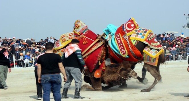 Salihli’de geleneksel deve güreşi iptal