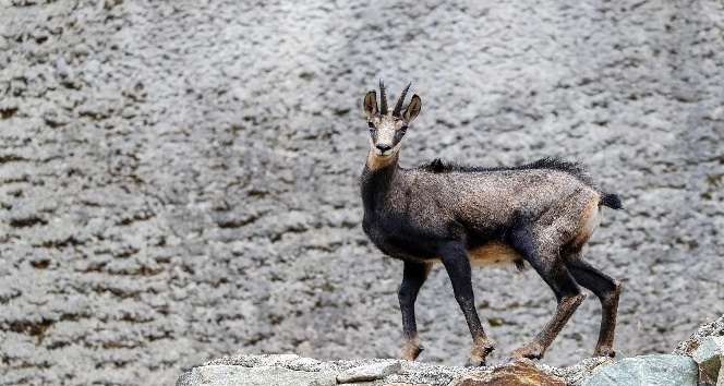 Koruma altındaki çengel boynuzlu dağ keçilerinin sayısı artıyor