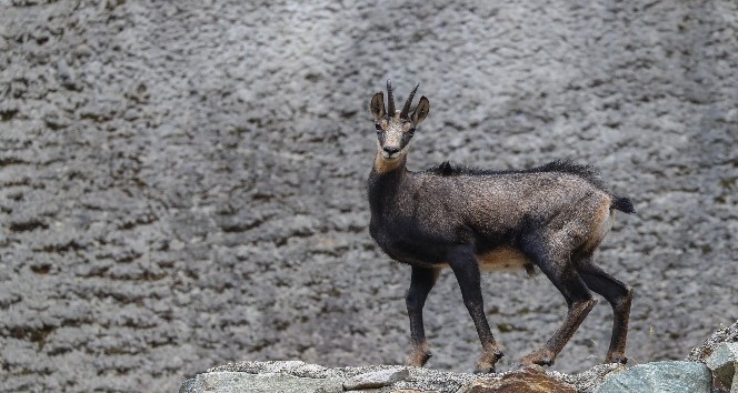 76 yıl sonra görüntülenmişti şimdi sayıları 60’a ulaştı