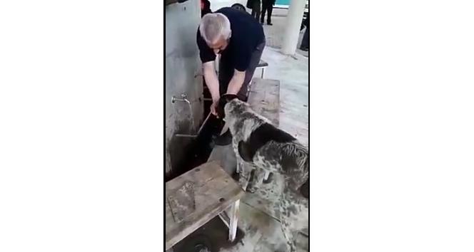 Abdest alırken elleriyle köpeğe su içirdi