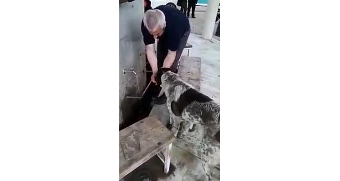 Abdest alırken elleriyle köpeğe su içirdi