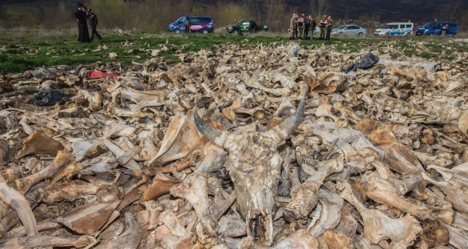 Tokat&#039;ta terk edilmiş bir arazide yüzlerce hayvan kafatası bulundu