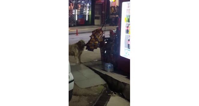 Cips tutkunu köpek bakkaldan cipsi işte böyle aşırdı