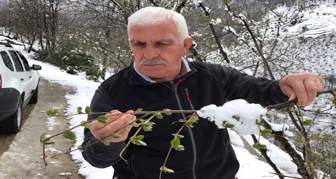 Şahin: "Her kar yağdığında fındıkta don olmaz"