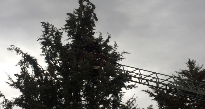 Ağaca takılan güvercinleri kurtarma operasyonu