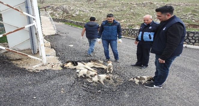 Yaralı sokak köpeğine zabıta ekipleri sahip çıktı