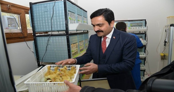 Yumurtadan çoğalan evcil hayvanların satışı başladı