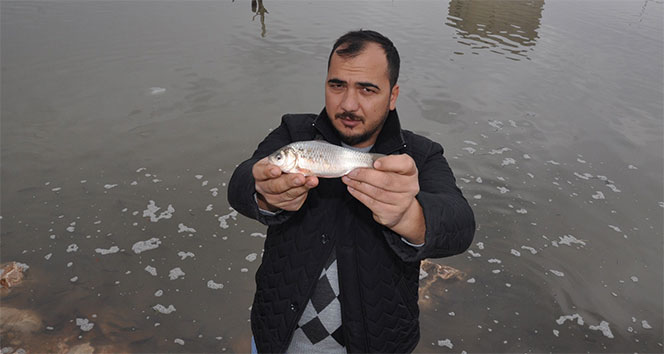 Kocasu Çayı&#039;nda balıklar karaya vurdu