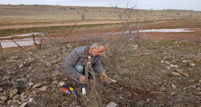 Akdağmadeni’nde orman alanındaki mahlep ve badem ağaçları aşılanıyor