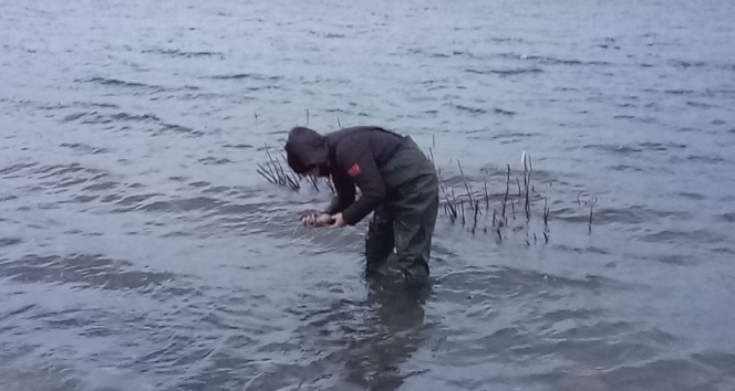 Aygır Gölü’nde zebra midye tehlikesi