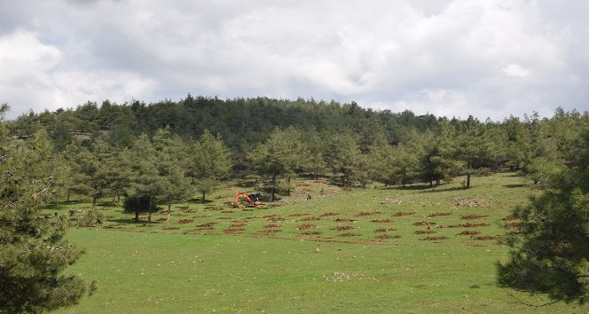 Kilis’te ormanlık alanlar arttırılıyor