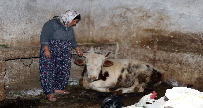 Gaziantep’te 20 günde onlarca hayvan telef oldu