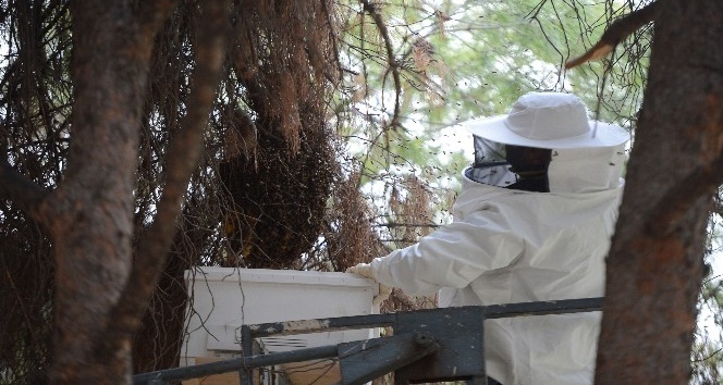 Parktaki ağaca konan arılar vatandaşları soktu