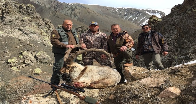 Erzincanlı avcılar boynuz uzunluğu 125 santimetreyi bulan dağ keçisi avladı