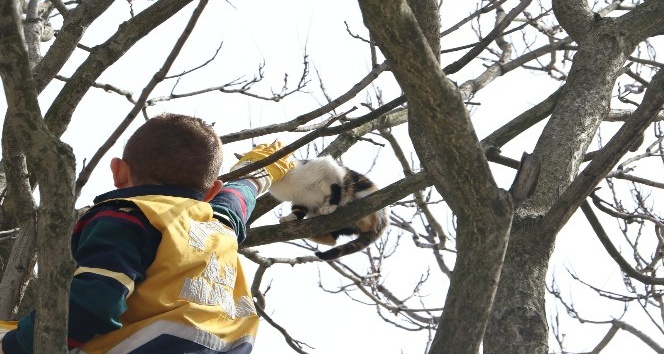 Eyüpsultan’da ağaçta mahsur kalan kediyi, veteriner ekipleri kurtardı
