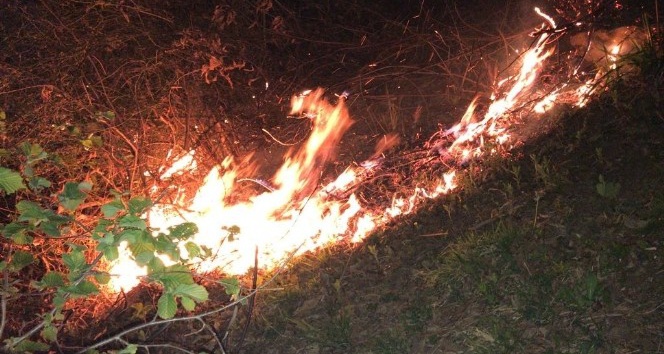 Giresun’daki orman yangınlarında 7 hektar alan zarar gördü