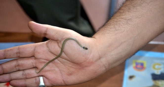 İran yılanı doğaya bırakıldı