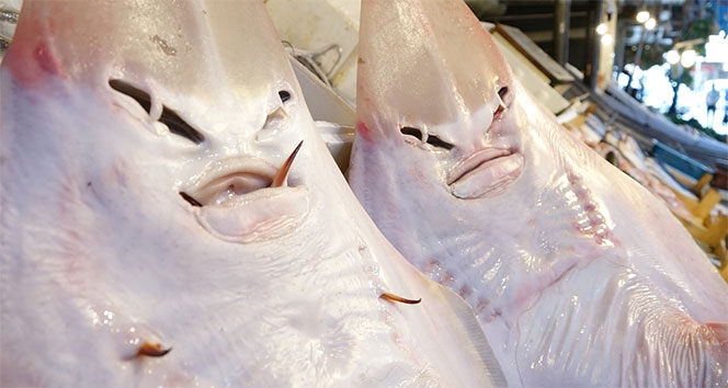 İnsan yüzlü balıklar ilgi odağı oldu