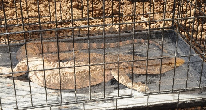 Şırnak’ta çöl varanı bulundu