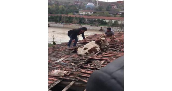 Yozgat’ta otlamaya çıkan inek çatıya düştü