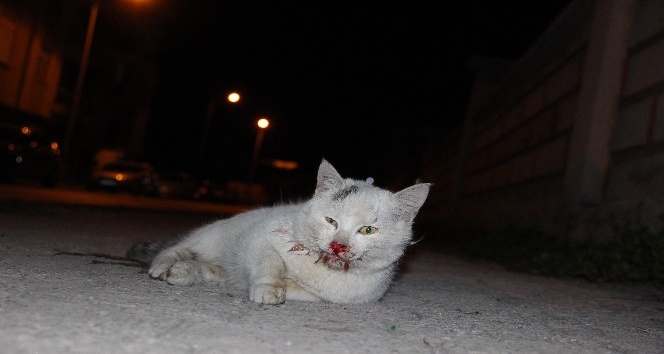 Vicdansız sürücü kediye çarpıp kaçtı