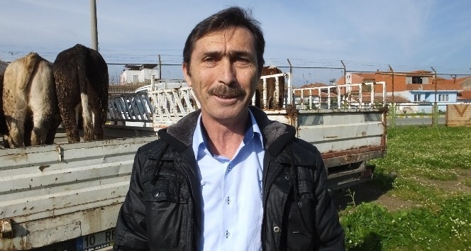 Burhaniye’de 7 çiftçiye 42 düve dağıtıldı