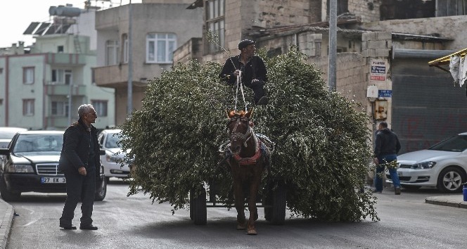 Zeytin dalları arasında ilginç yolculuk