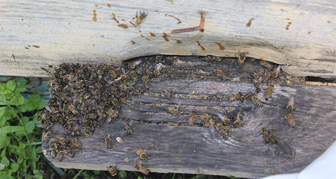 Bursa&#039;da arı ölümleri artarak devam ediyor