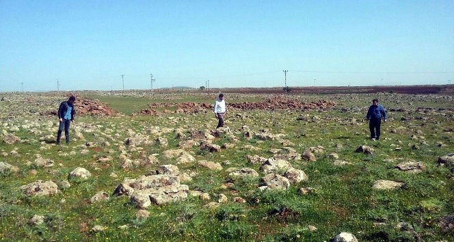 Musabeyli ilçesinde Çekirge Sürveyi çalışmaları