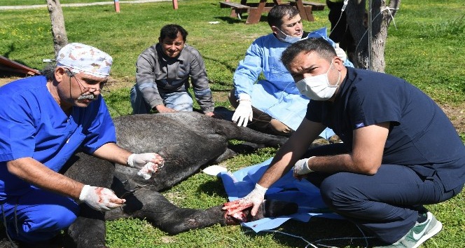 Ayaklarına tel dolanan yaralı at operasyonla iyileştirildi