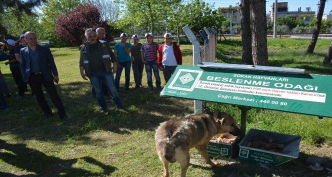 Osmaniye’de sokak hayvanları için beslenme noktaları oluşturuldu