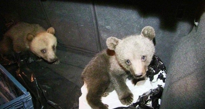 Köpeklerin saldırısından kurtarılan yavru ayılar ilgi odağı oldu