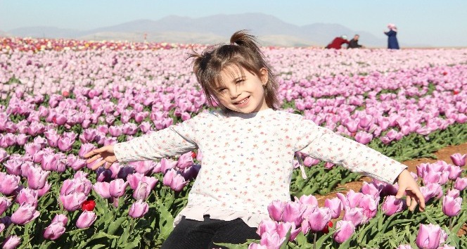Lale tarlasına yoğun ilgi