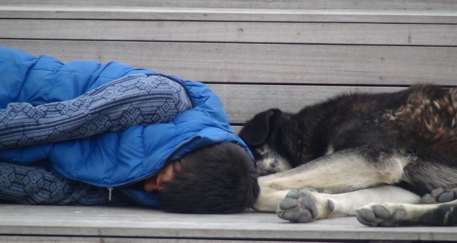 Gören duygulandı! Köpeklerle aynı bankta...