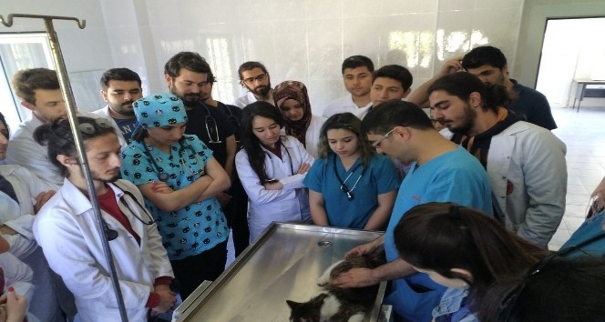 Öğrenciler uygulamalı eğitimlerini Osmaniye Belediyesi Hayvan Barınağı’nda yapıyor