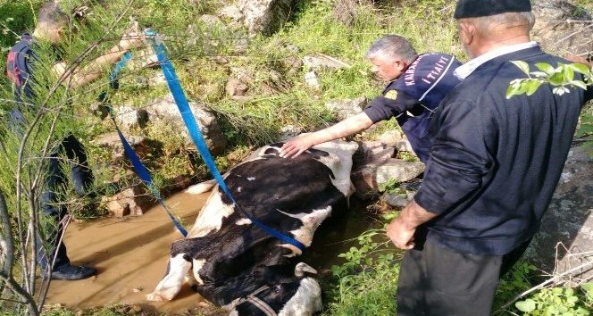 Dereye düşen inek 3 saatlik operasyonla kurtarıldı